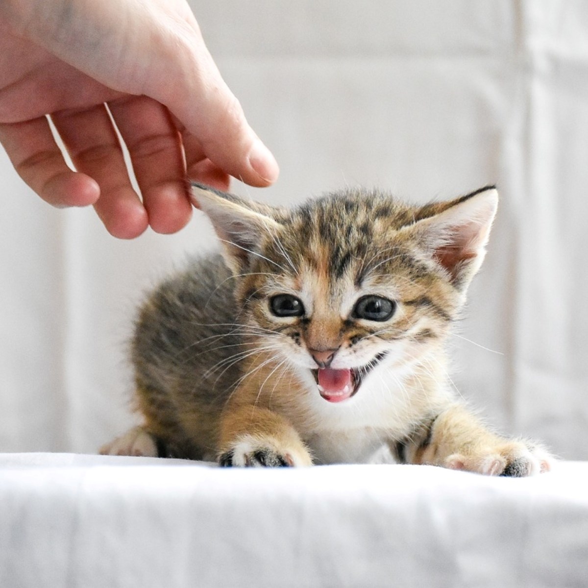 Veterinarka: Četiri sigurna načina za uklanjanje buha kod mačića