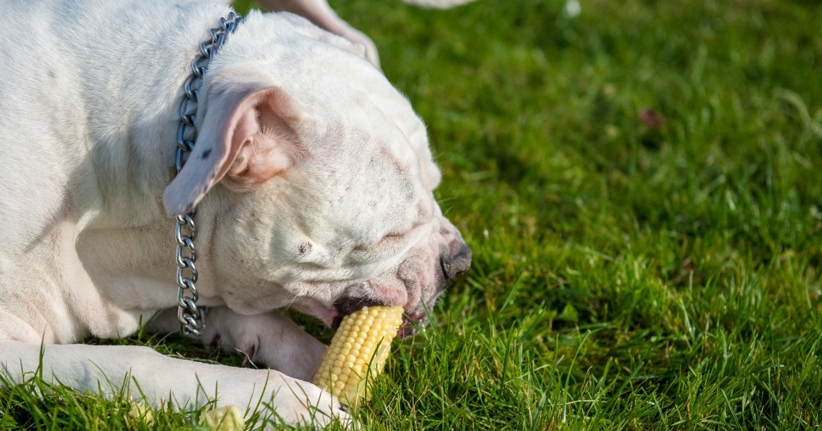 Veterinari upozoravaju: Popularna poslastica može ubiti psa