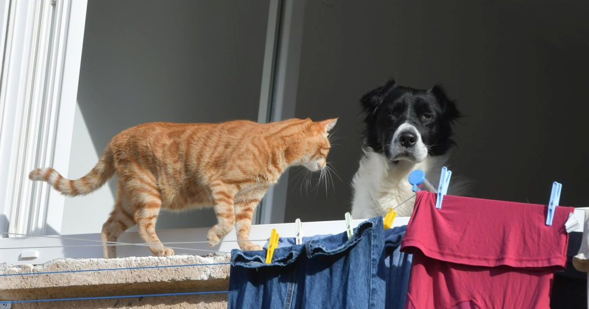 EU uvodi nova pravila za zaštitu mačaka i pasa od zlostavljanja