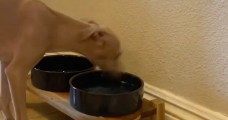 Ljudi se čude kako ovaj pas pije vodu: “Što mu se događa?”
