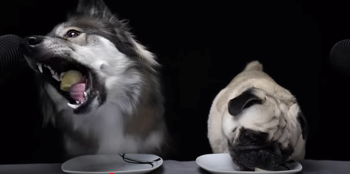 Haski i mops kušaju voće i povrće, njihove reakcije su hit