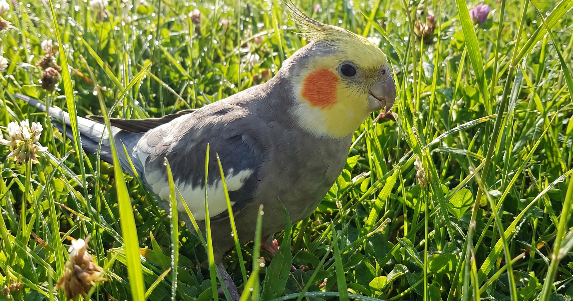 Jeste li izgubili nimfu? Jedna ozlijeđena pronađena je na Trešnjevci
