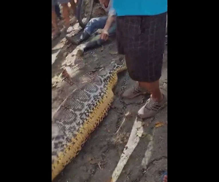 Muškarca u Indoneziji progutao piton od 8,5 metara