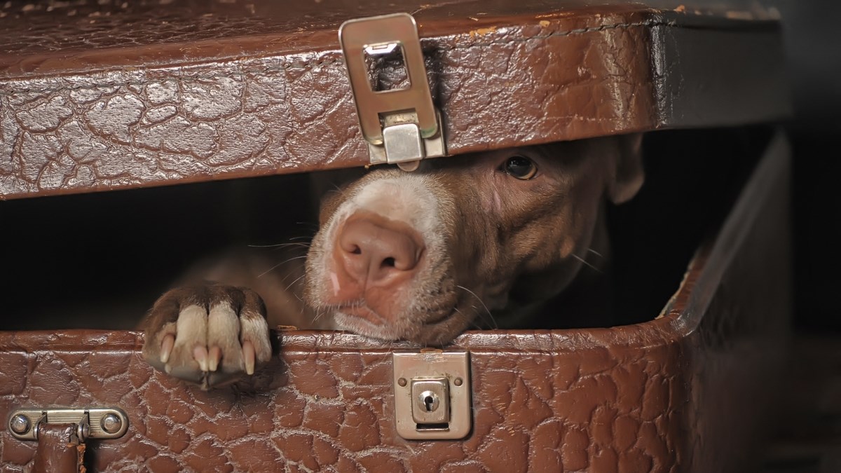 Ako želite imati pit bula, ovo su stvari koje morate znati o njima