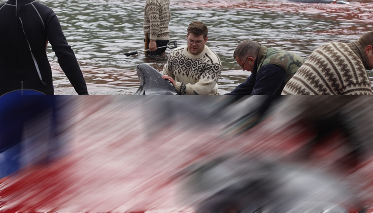 Ljudi su gledali kako se more crveni od krvi ubijenih dupina na Farskim otocima