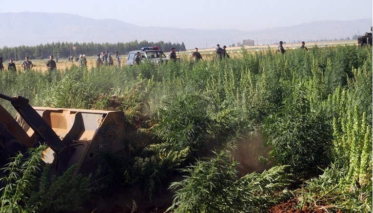 U Libanonu zaplijenjeno 25 tona trave