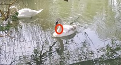 Ozlijeđenom labudu na jezeru u Jankomiru nitko nije uspio pomoći više od 20 sati