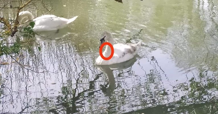 Ozlijeđenom labudu na jezeru u Jankomiru nitko nije uspio pomoći više od 20 sati