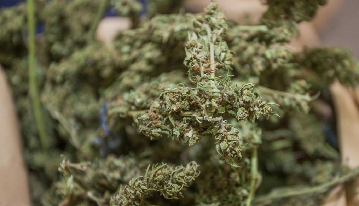 Čovjek (81) u Valpovu uzgajao i dilao travu