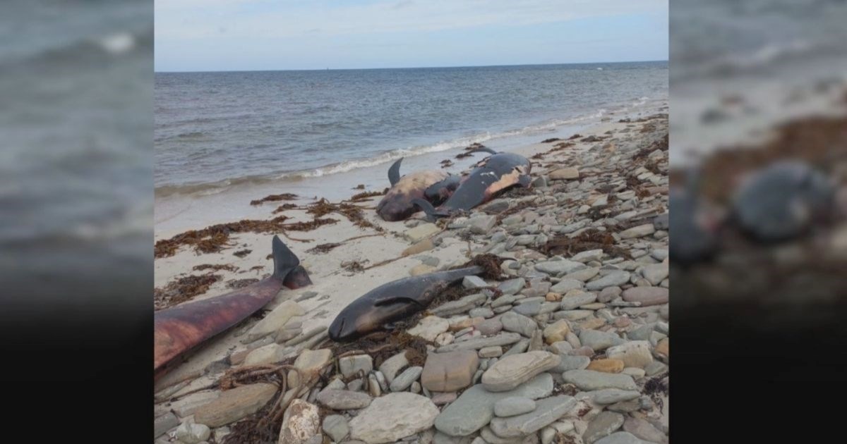 VIDEO Na škotskom otoku pronađena 23 mrtva crna dupina, među njima trudna ženka