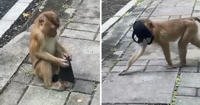 Majmun na ulici pronašao masku za lice pa je odlučio isprobati