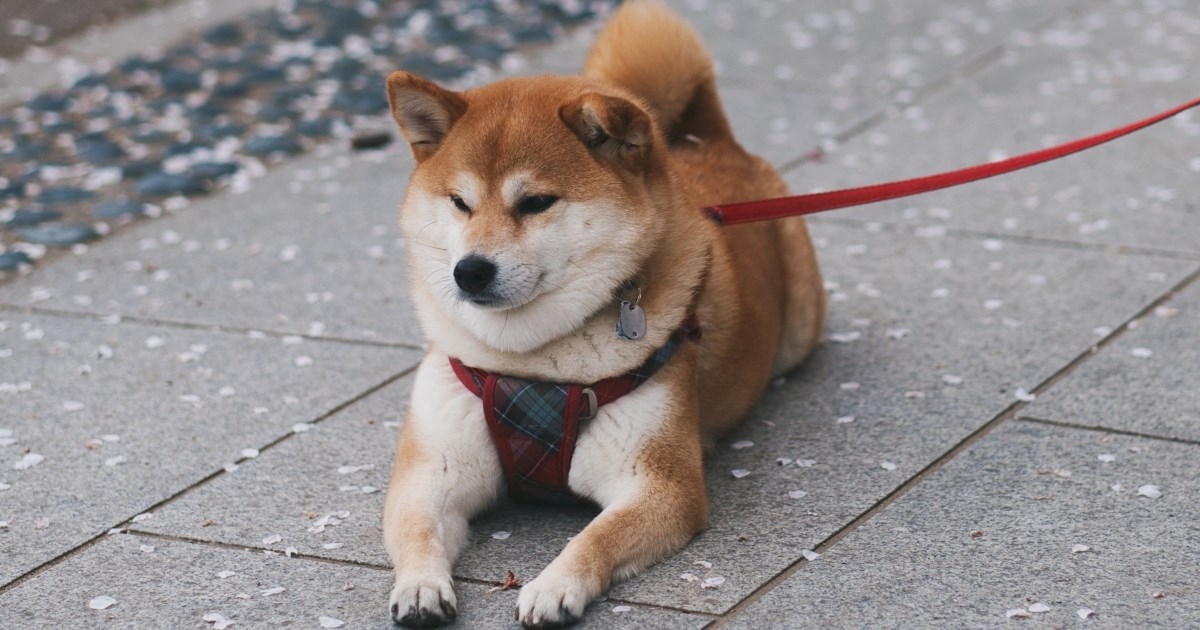 Ovo je pet najsamostalnijih pasmina pasa koje ne žele stalno biti uz vlasnike