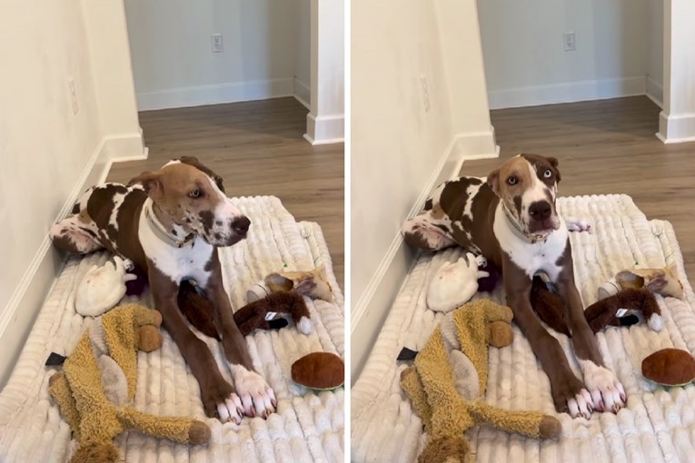 Njemačka doga Kona proglašena najljepšom na internetu zbog neobičnog uzorka dlake