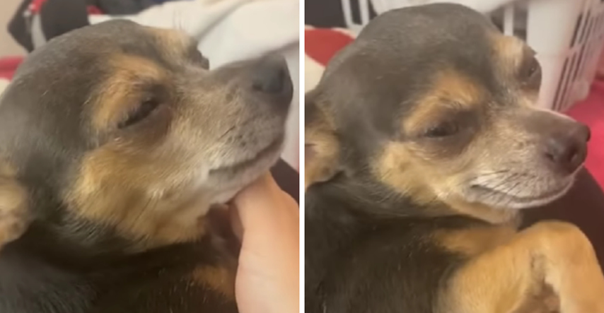 VIDEO Pas glumio da je u bolovima, a onda nakon pitanja vlasnice naglo "ozdravio"
