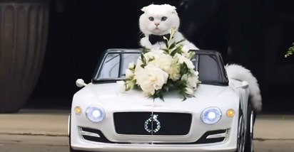 Mačak sudjelovao u vjenčanju vlasnika, snimka njegovog ulaska na ceremoniju je hit