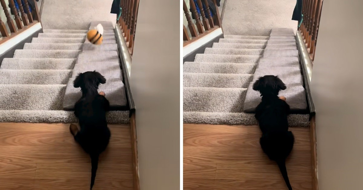 Vlasnici snimili prvo spuštanje jazavčarke niz stepenice, nasmijat će vas