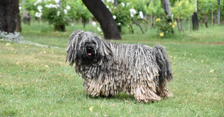 Prepoznat ćete ga po dredovima, ali puli je puno više od neobične frizure