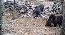 Kamera snimila medvjede u proljetnoj šetnji Velebitom