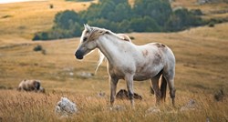 Safari s divljim konjima u Bosni i Hercegovini oduzima dah. Pogledajte fotke