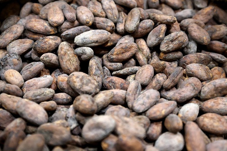 Švicarski proizvođač čokolade: Cijena kakaovca će pasti