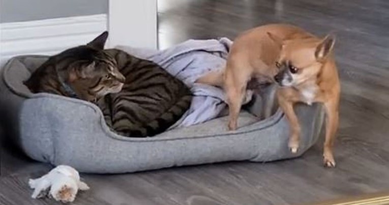 Pas se pokušao ušuljati mački u krevet, prizor je urnebesan