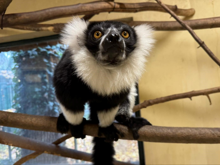 Zagrebačka čupavouha lemurica seli u Brazil. Dobila je važnu ulogu