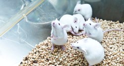 Znanstvenici stvorili miša s dva muška roditelja