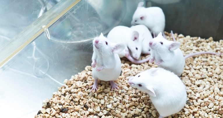 Znanstvenici stvorili miša s dva oca, ovo je prekretnica u umjetnoj oplodnji