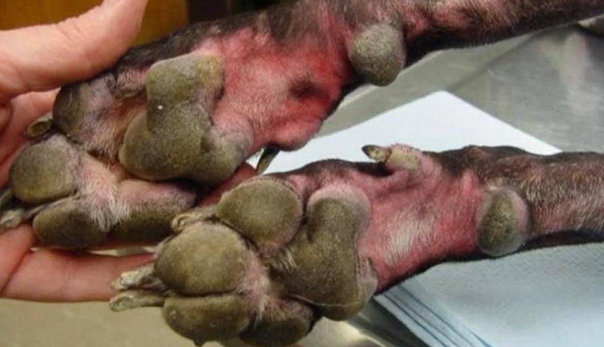 Stručnjaci upozoravaju: Dezinficijensi mogu ozbiljno oštetiti šape vašeg ljubimca