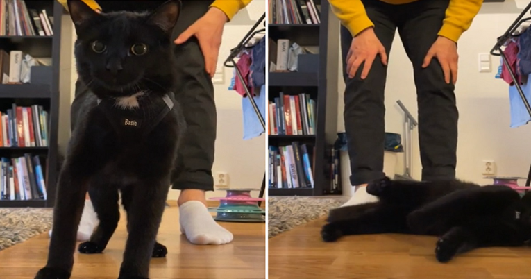 Vlasnik pokušao mačka naučiti na povodac, reakcija životinje je urnebesna