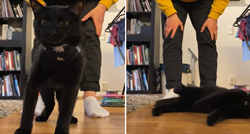 Vlasnik pokušao mačka naučiti na povodac, reakcija životinje je urnebesna