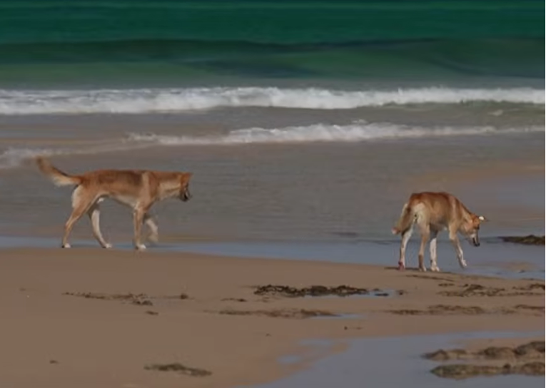 Čopor dinga bit će eutanaziran nakon smrti kanadske turistkinje u Australiji