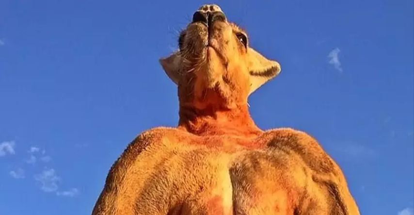 Građani australskog gradića u strahu, ogromni klokan napada ljude