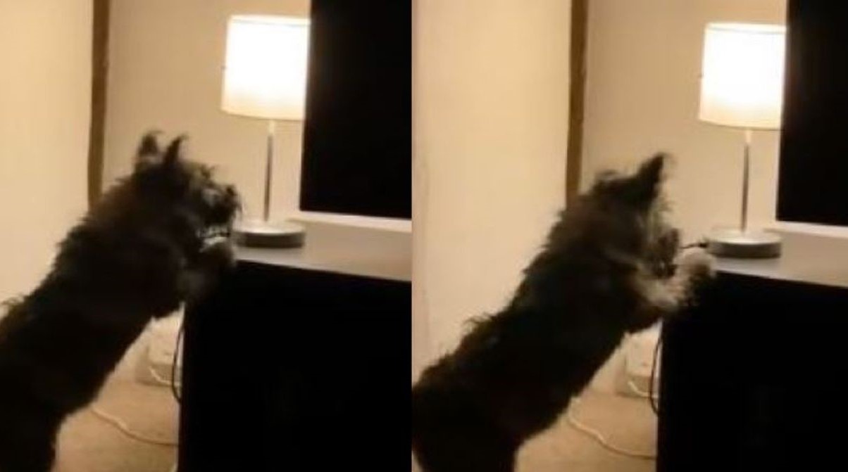 Pas je otkrio da može kontrolirati svjetlo pa je u kući napravio pravi disko