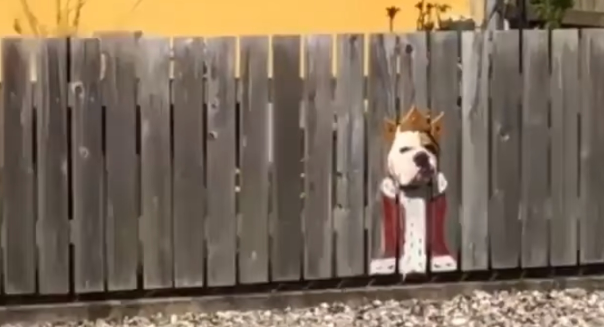 Buldog voli provirivati kroz ogradu, njegova vlasnica je napravila nešto presmiješno