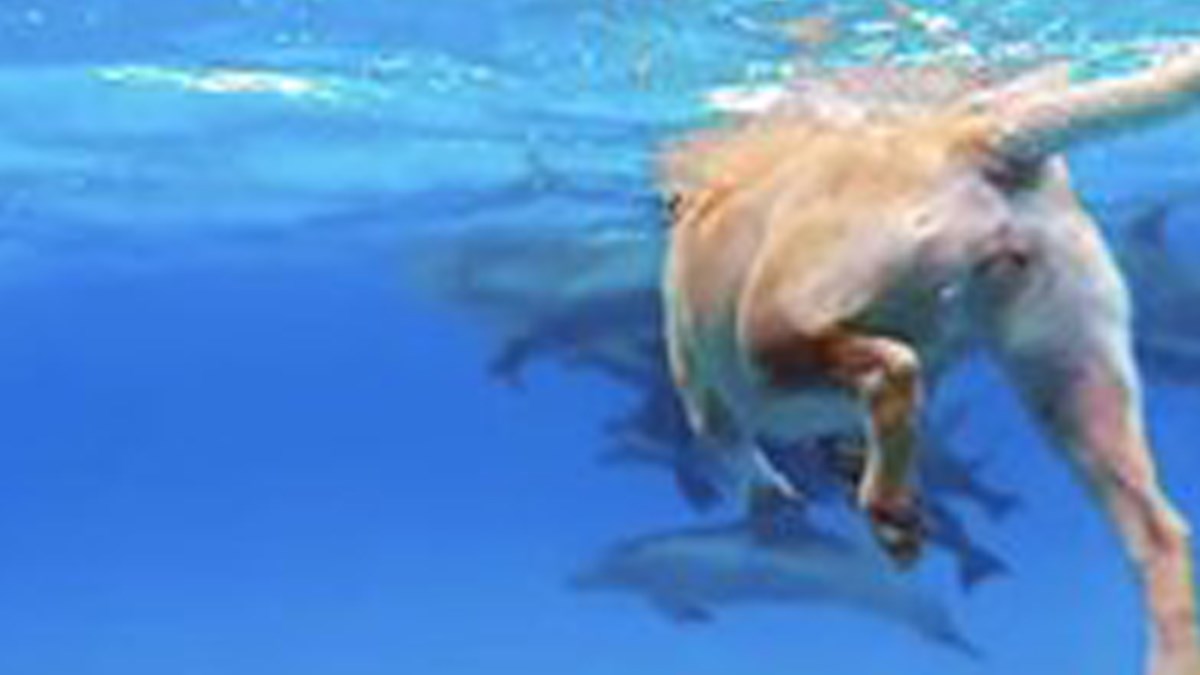 Kujica je prvi put vidjela dupine, a njena reakcija sve je iznenadila