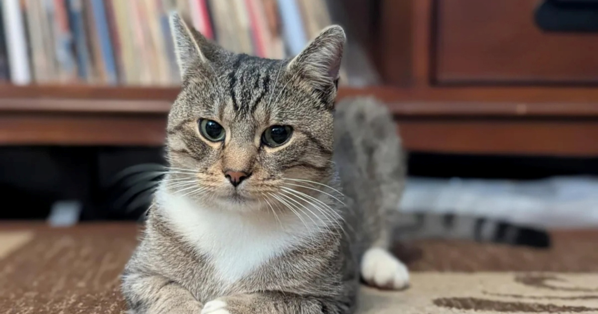 Žena je tugovala za uginulim mačkama, a onda se dogodilo čudo