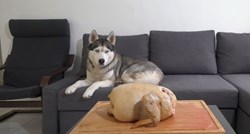 Ostavio je haskija samog s pečenom piletinom, kamera je snimila njegovu reakciju