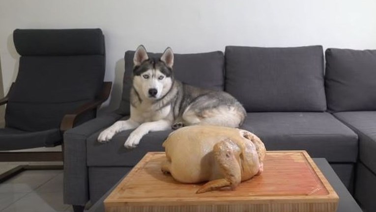 Ostavio je haskija samog s pečenom piletinom, kamera je snimila njegovu reakciju