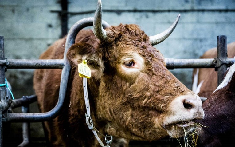 Racija ukazala na problem prijevoza stoke brodom: Mrtve krave raspadale se u mokraći