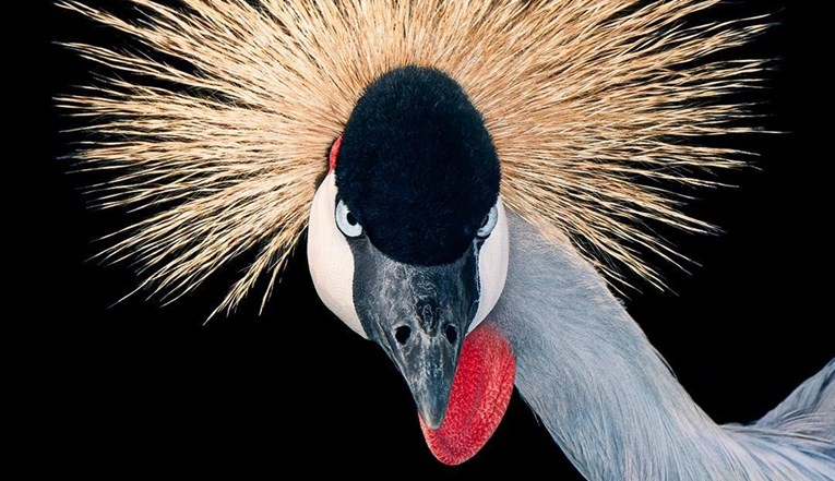 Fotograf snimio zadivljujuće portrete ptica i oduševio tisuće ljudi