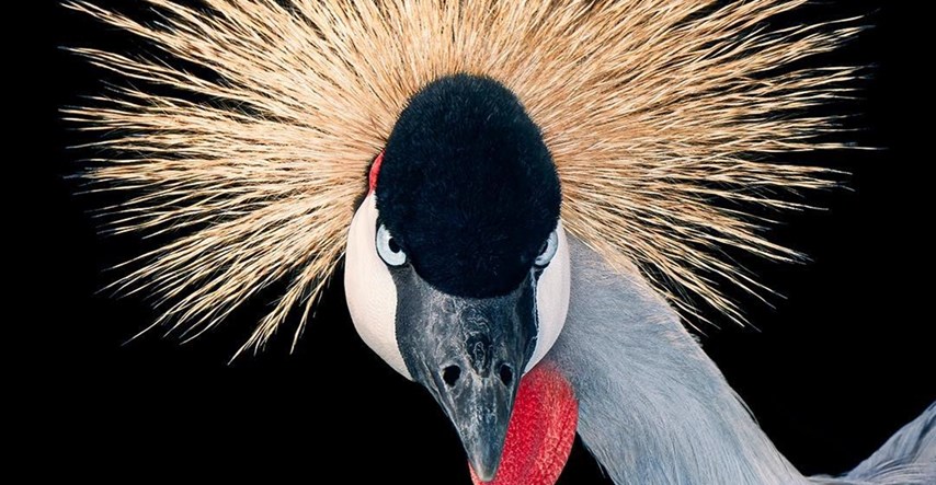 Fotograf snimio zadivljujuće portrete ptica i oduševio tisuće ljudi