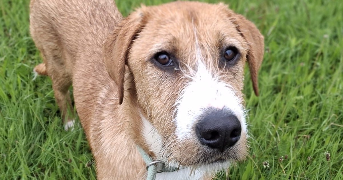 Spreman za osvojiti nečije srce: Slatki Dule traži dom. Voli maženje, šetnje i igru