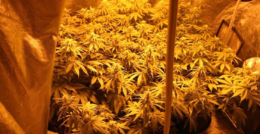 U Slavoniji pronašli laboratorij za uzgoj marihuane, čovjek bježao iz postaje