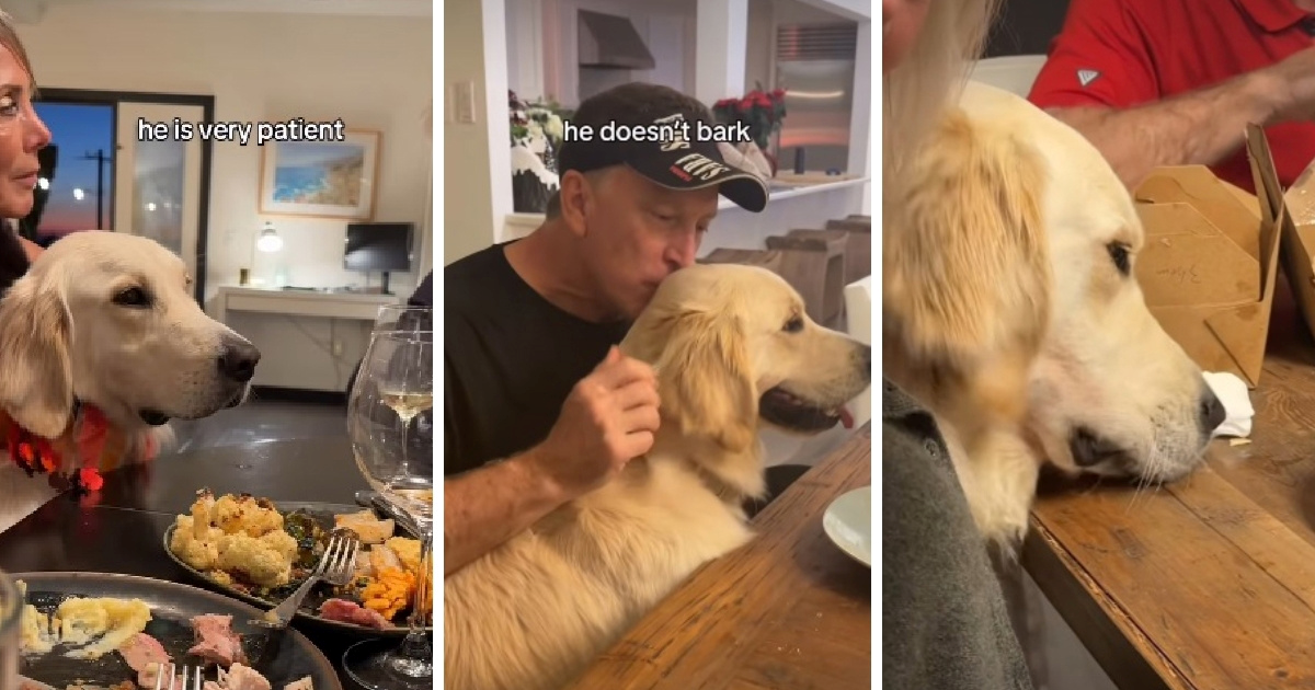 Zlatni retriver strpljivo čekao priliku pa ukrao hranu sa stola. Video je presladak