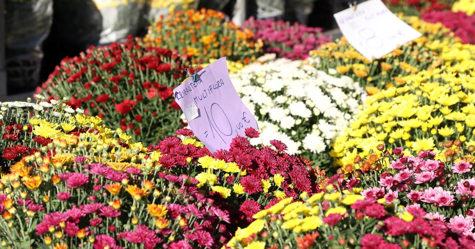 Cvjećari uoči Svih svetih: Rast troškova i prodaja na crno utječu na cijene