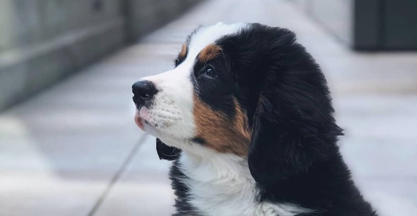 Nakon smrti svog psa irski predsjednik predstavio novog ljubimca