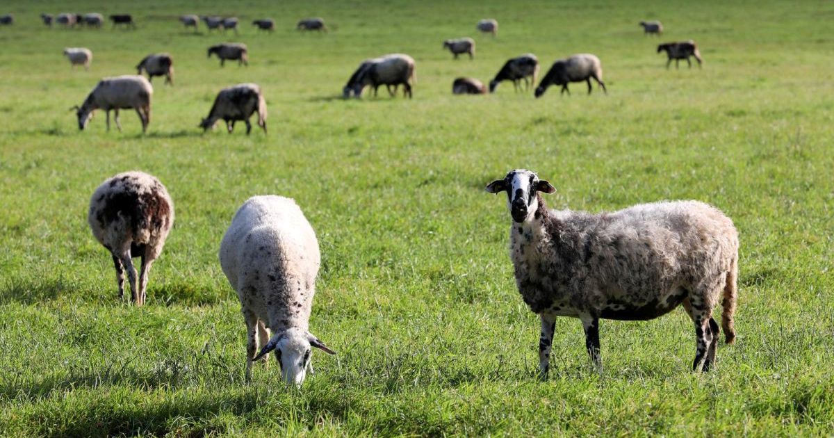 Kuga malih preživača i u Zadarskoj županiji. Usmrćeno 59 ovaca, 10 janjadi i 6 koza