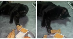 VIDEO Lukavi mačak dosjetio se genijalnog trika za krađu pomfrita