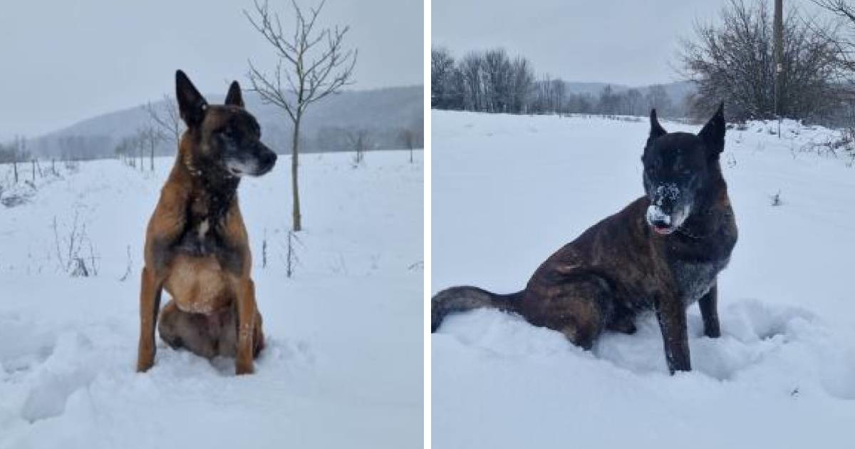 Dva psa koja su razminiravala Hrvatsku traže udomitelje. Imaju još tjedan dana